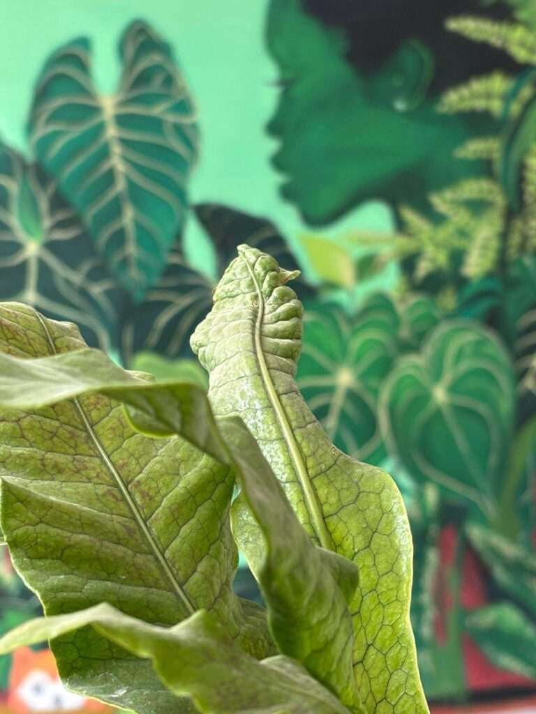 Detalle de mural de naturaleza para Plantukas con hoja en primer plano y retrato vegetal desenfocado