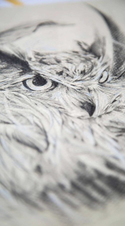 Ilustracio-n-personalizada-fantasia-aguila-buho-WildPoetry3