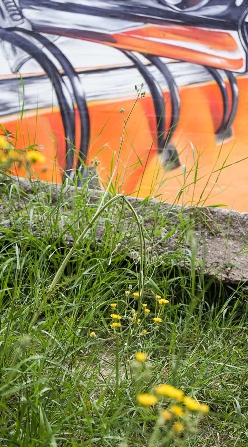 murales en colegios publicos y privados