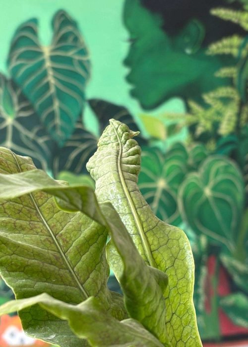 Detalle de mural de naturaleza para Plantukas con hoja en primer plano y retrato vegetal desenfocado