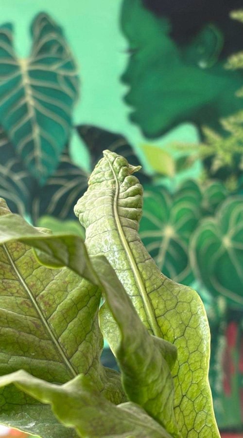 Detalle de mural de naturaleza para Plantukas con hoja en primer plano y retrato vegetal desenfocado