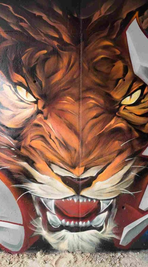 Boca del tigre rugiendo con colmillos, mural graffiti realista