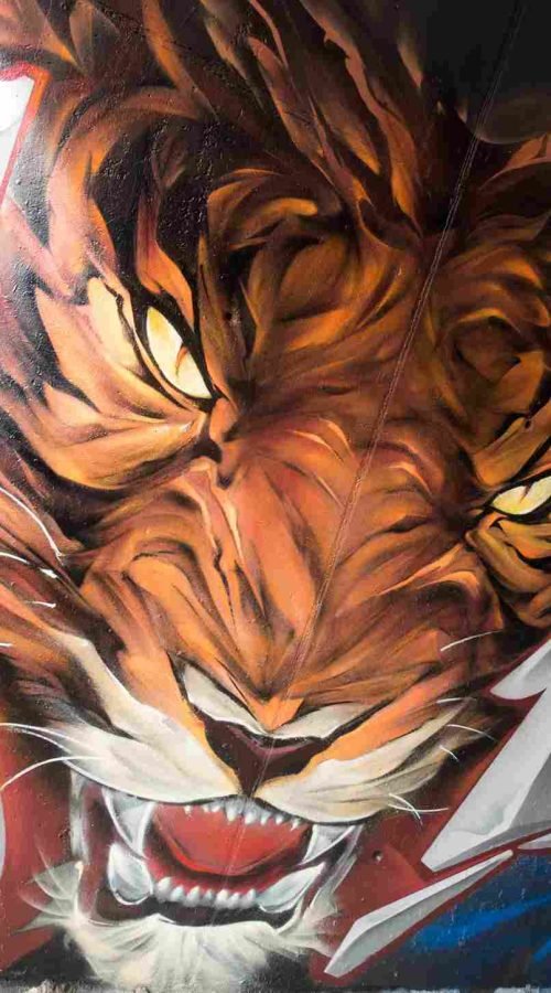Mural de tigre mostrando colmillos y bigotes con alto detalle