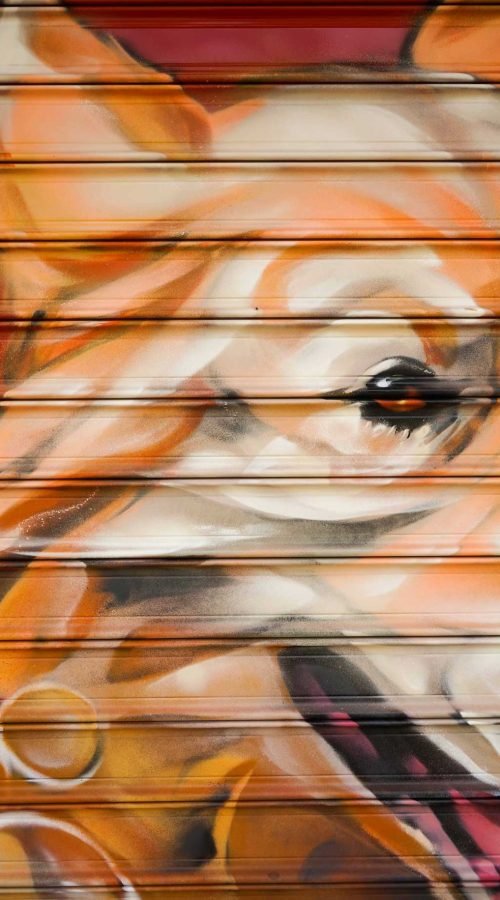 Graffiti con perro y gato en bañera para tienda veterinaria Mascota Total